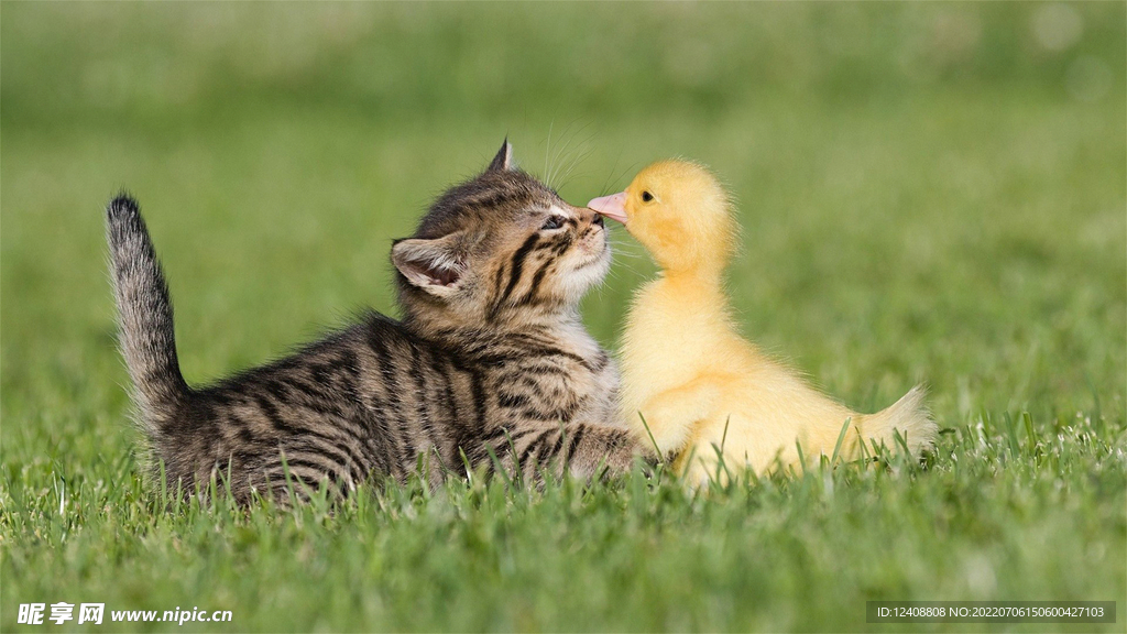 猫与鸭