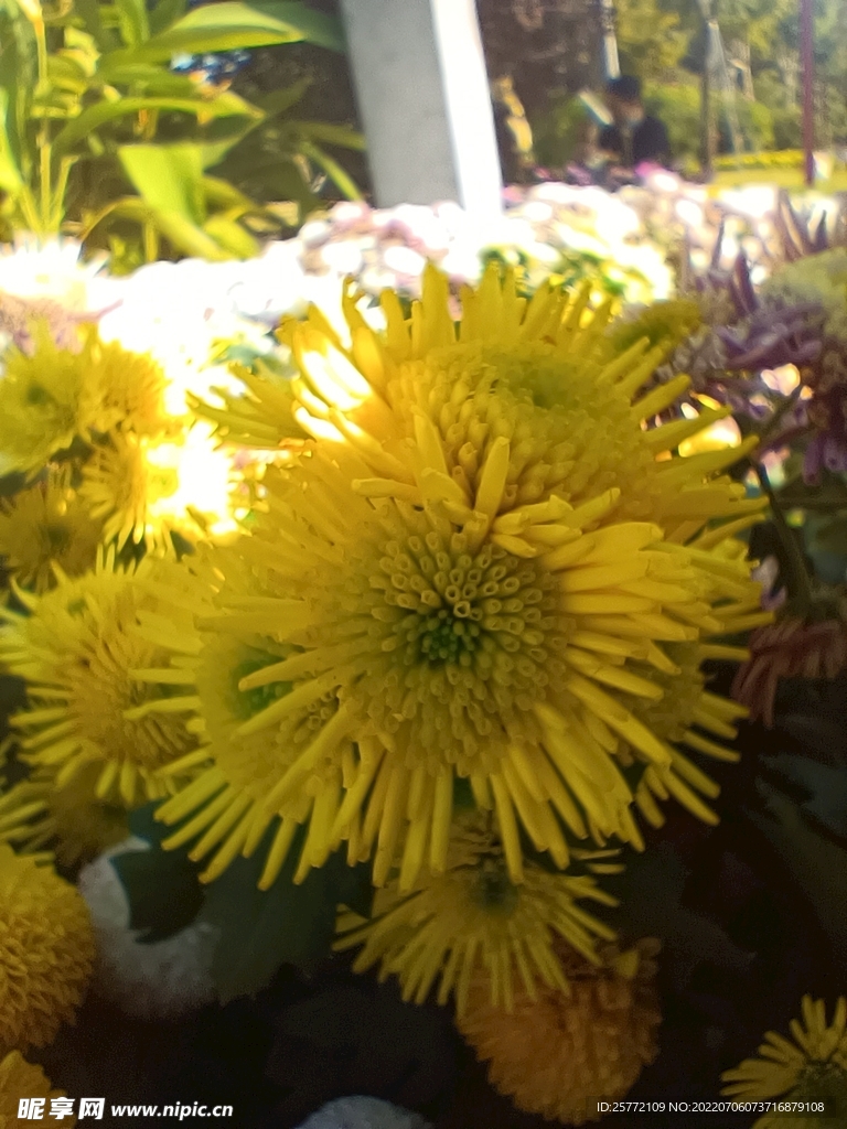 菊花攝影圖