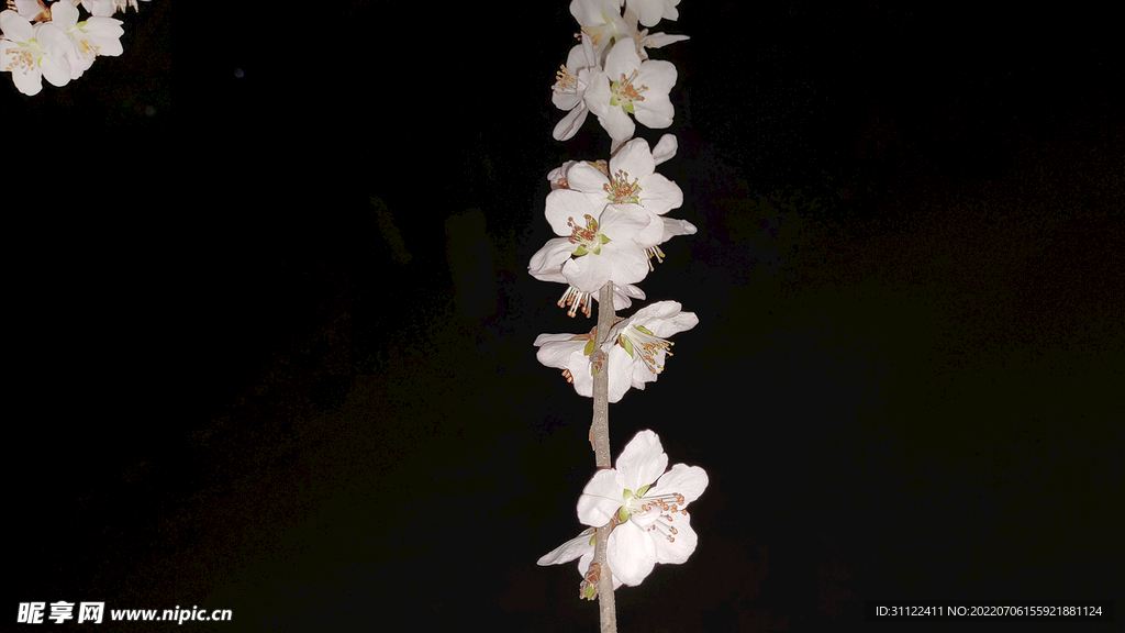 桃花