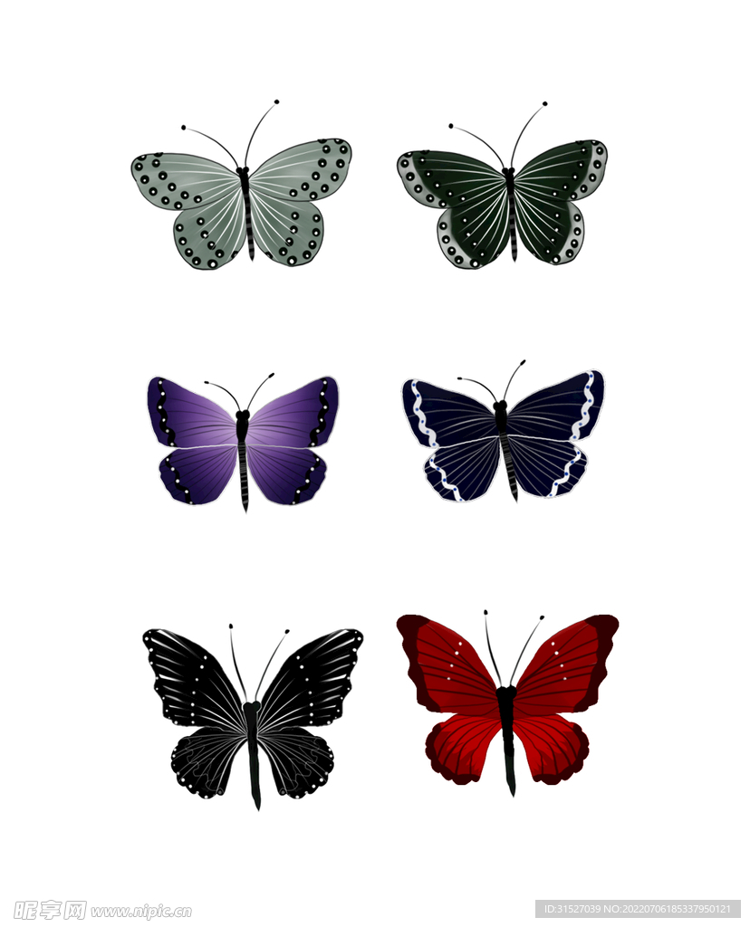 蝴蝶插图图片  