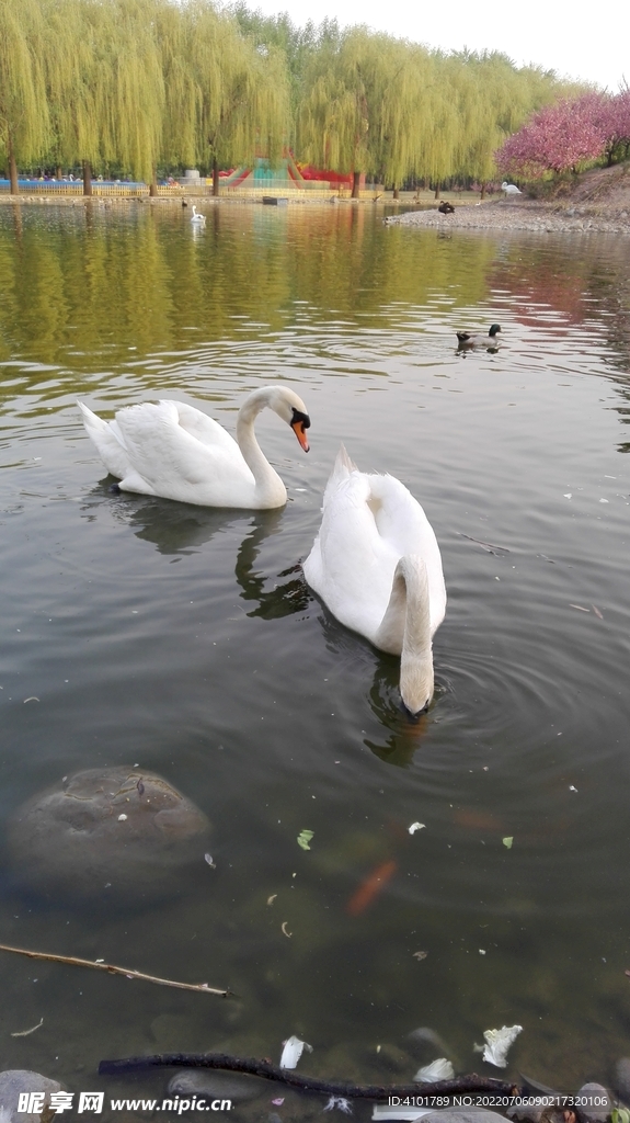 動物園白天鵝