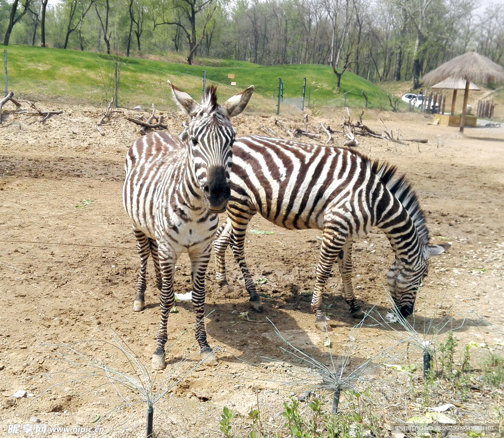 動物園斑馬