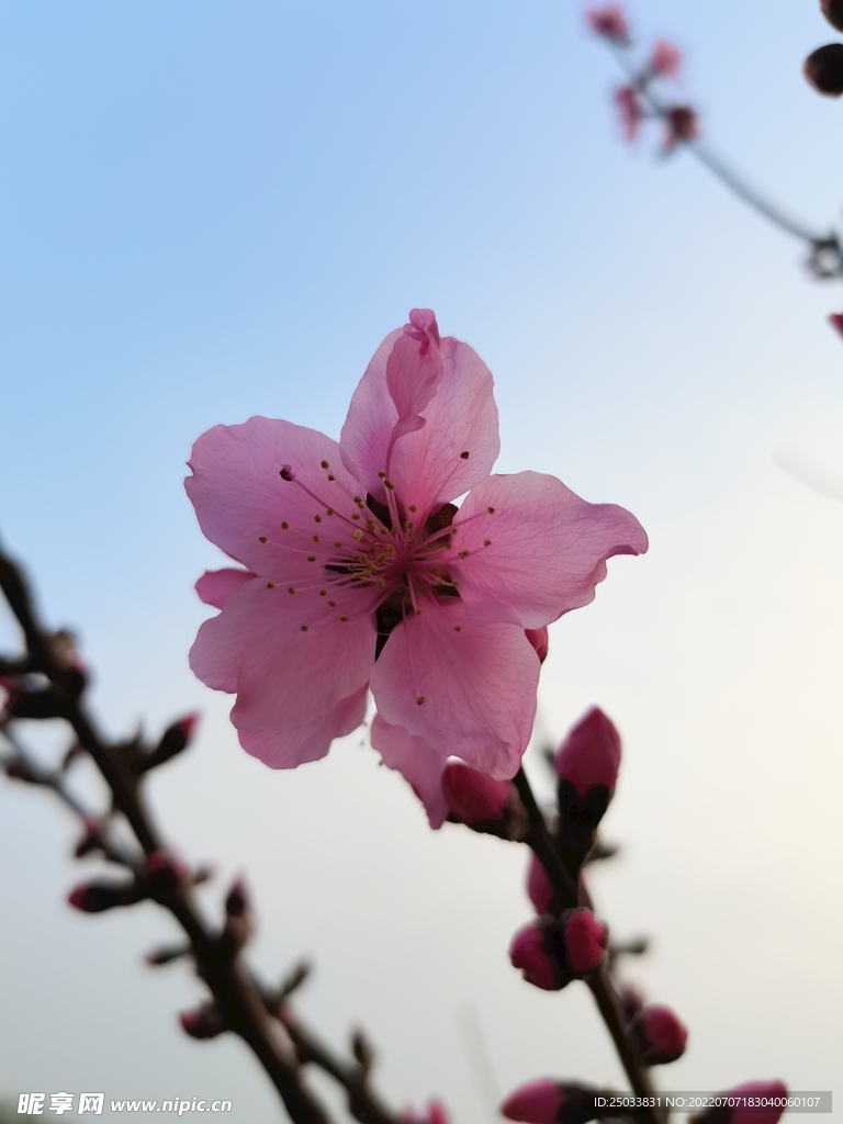 春日桃花  