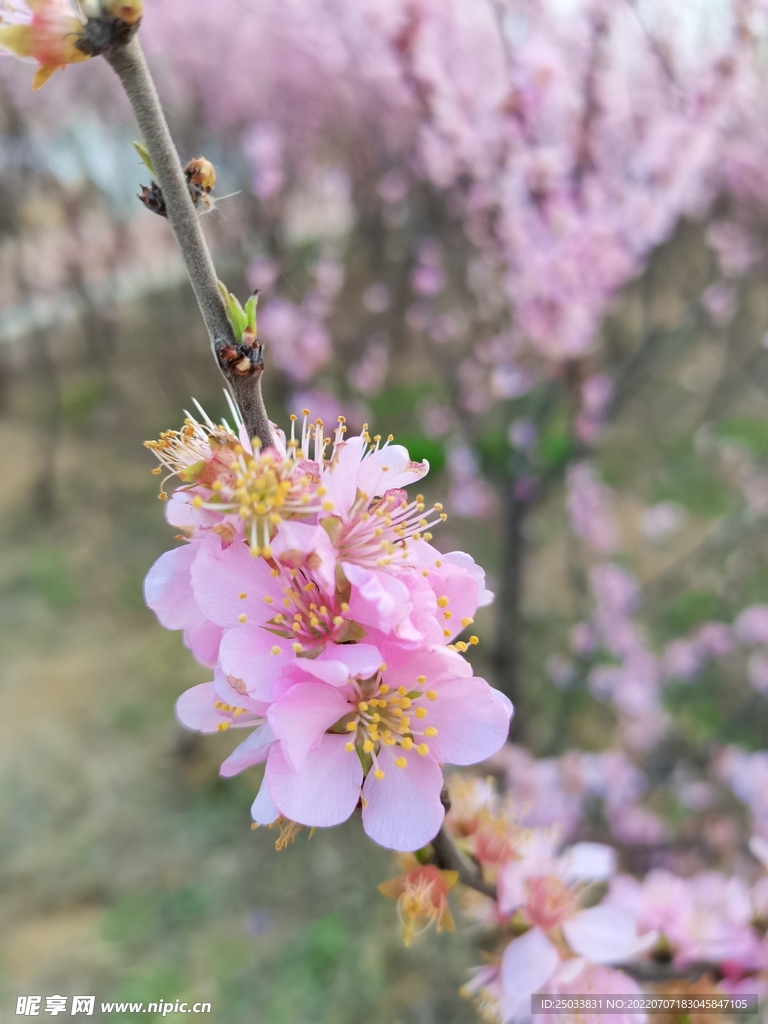 春日桃花 