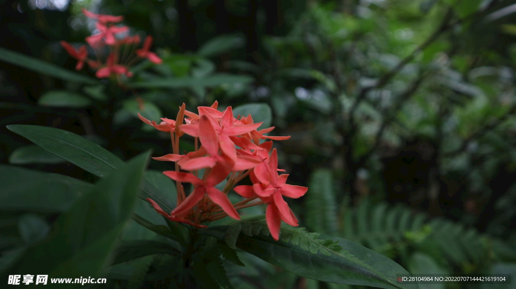 紅花
