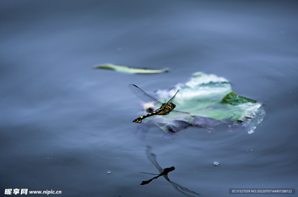 掠过湖面的蜻蜓素材