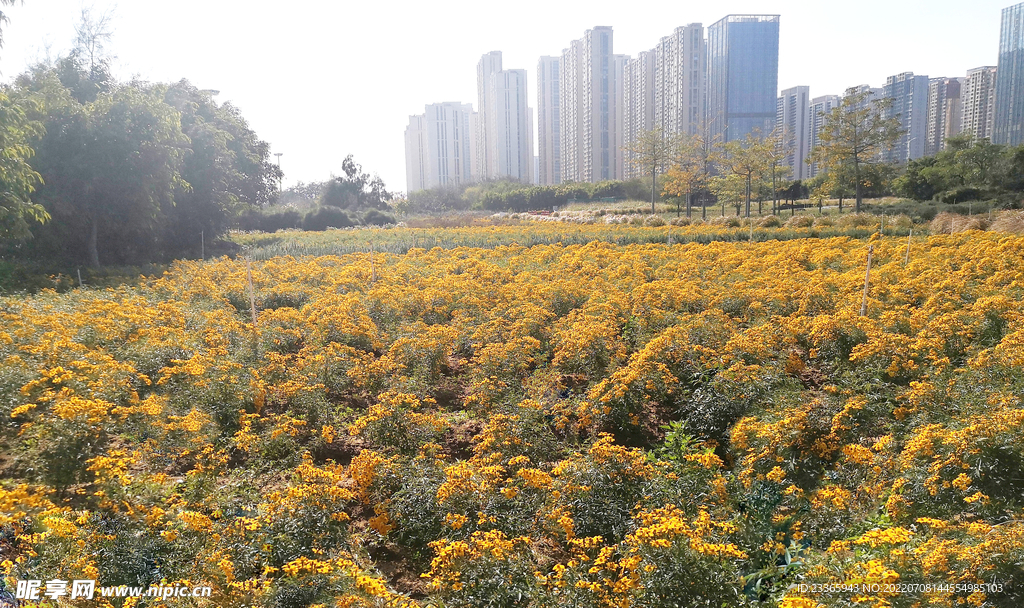 芳香万寿菊