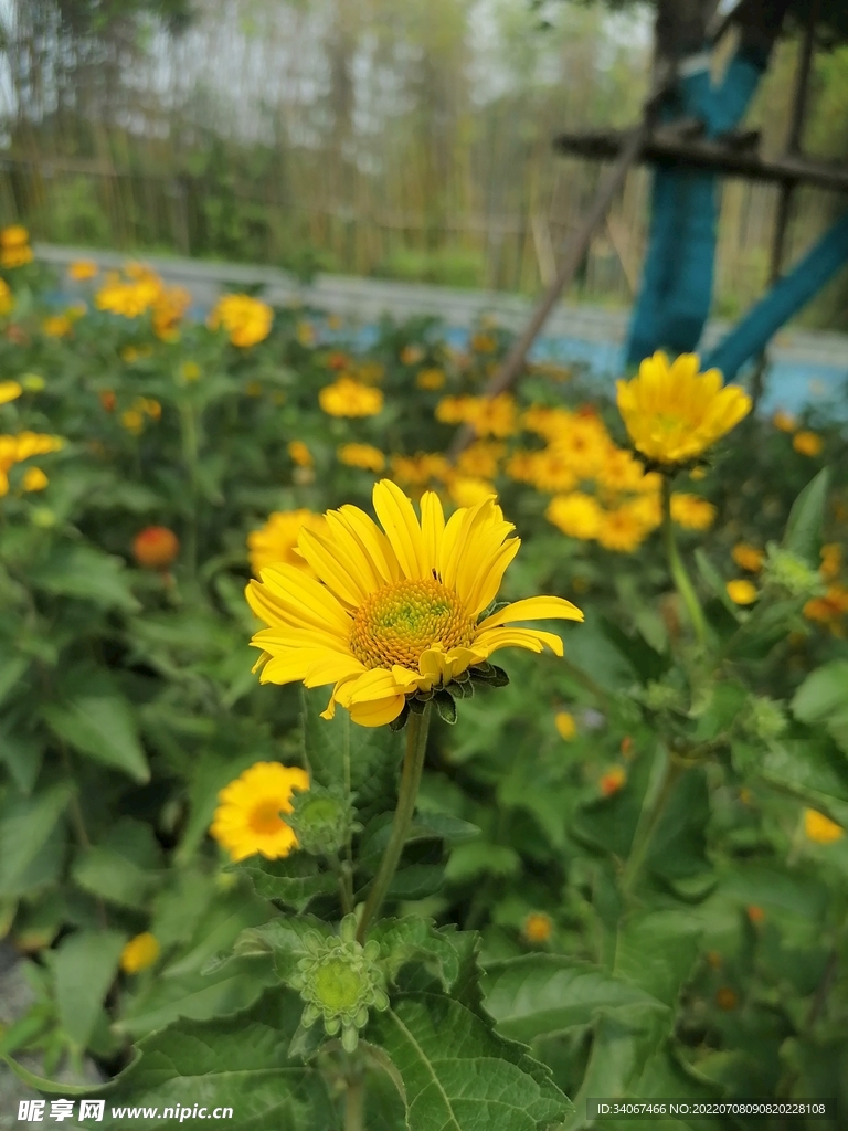 公園里的向陽花