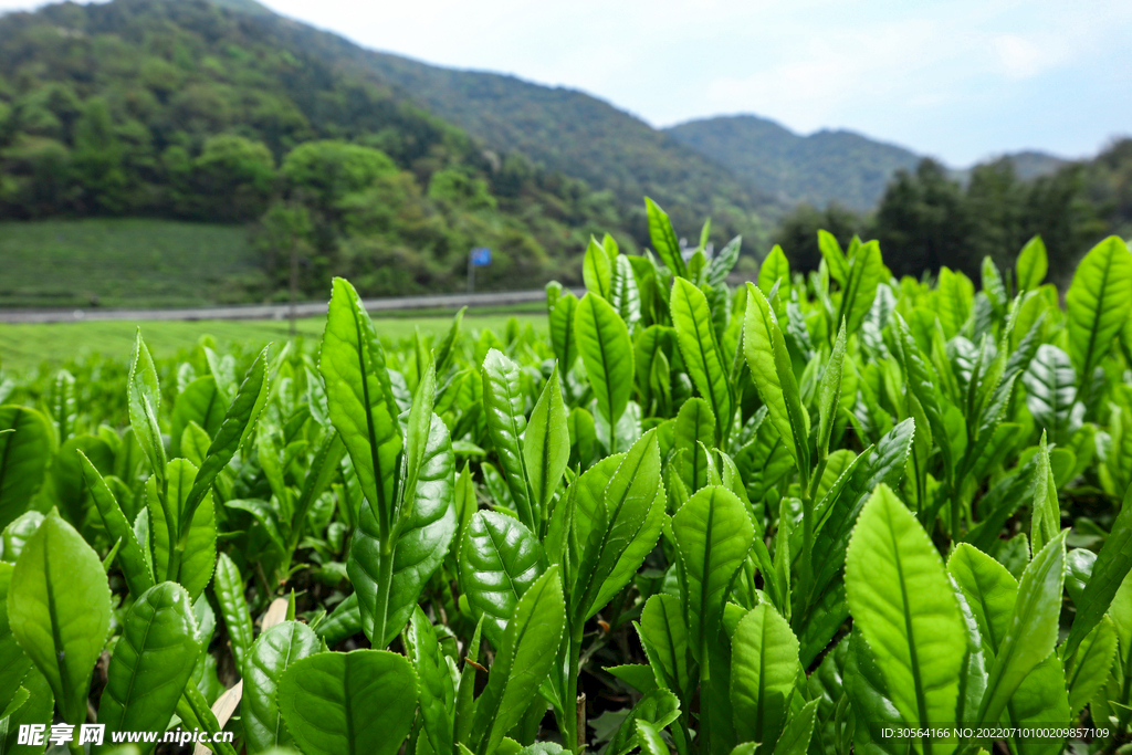 戶外綠色植物