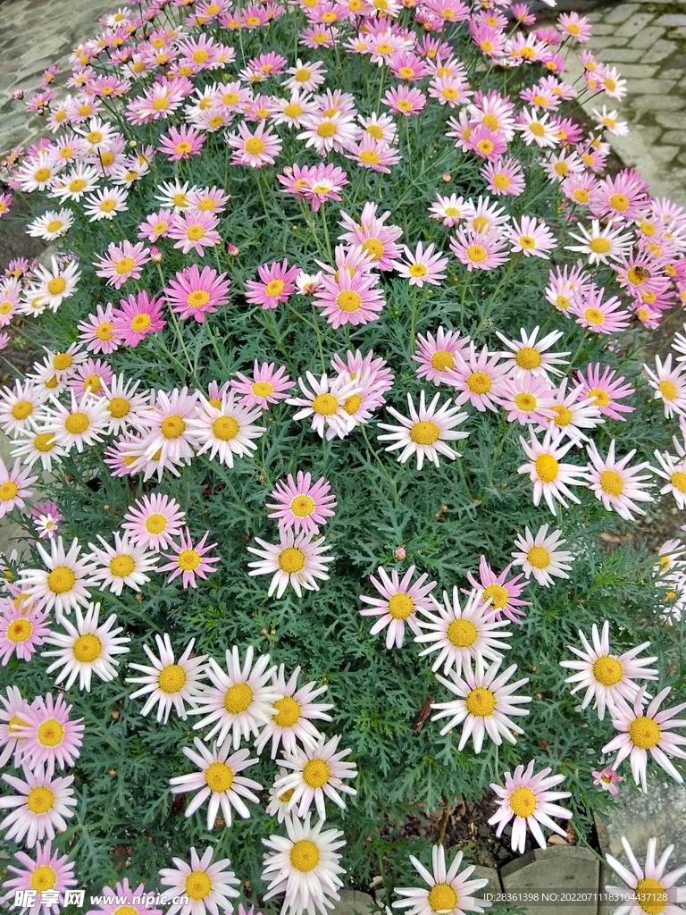 雛菊