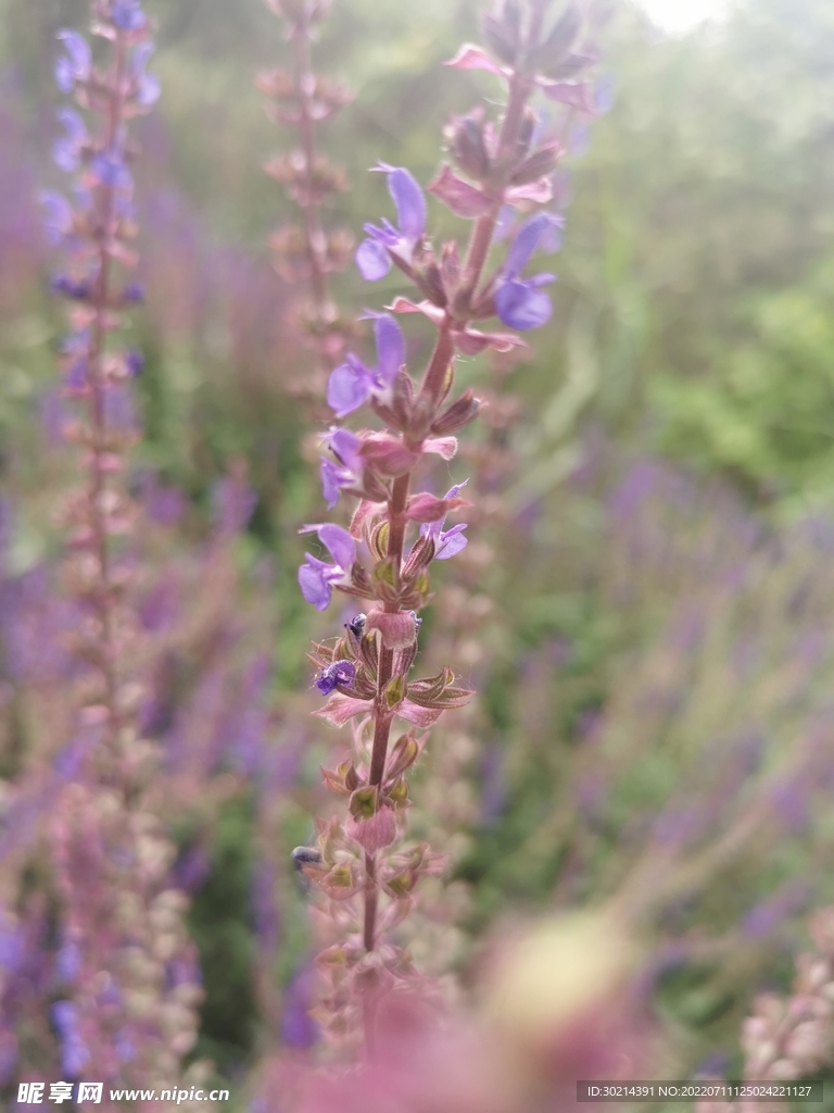 薰衣草