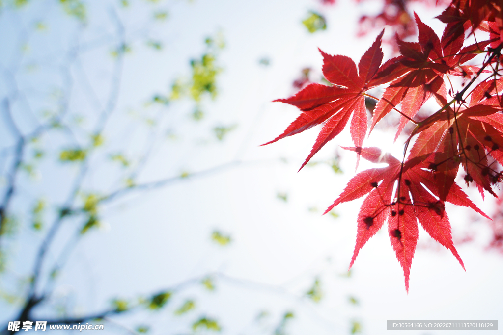 戶外紅色楓葉