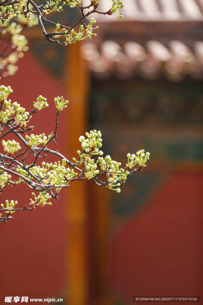 戶外春季花枝