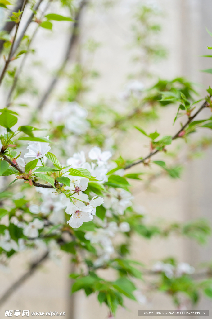 戶外春季白色花朵
