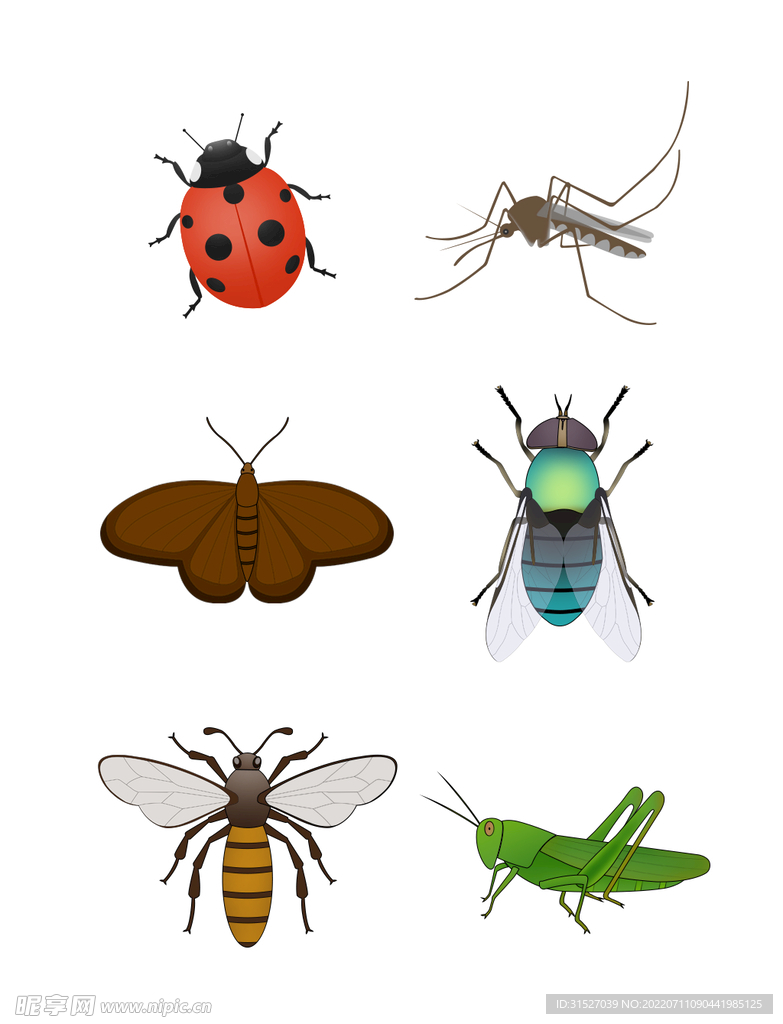 一组昆虫插画