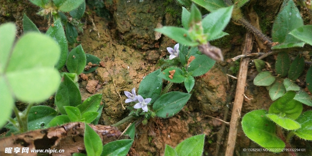 金毛耳草花圖片