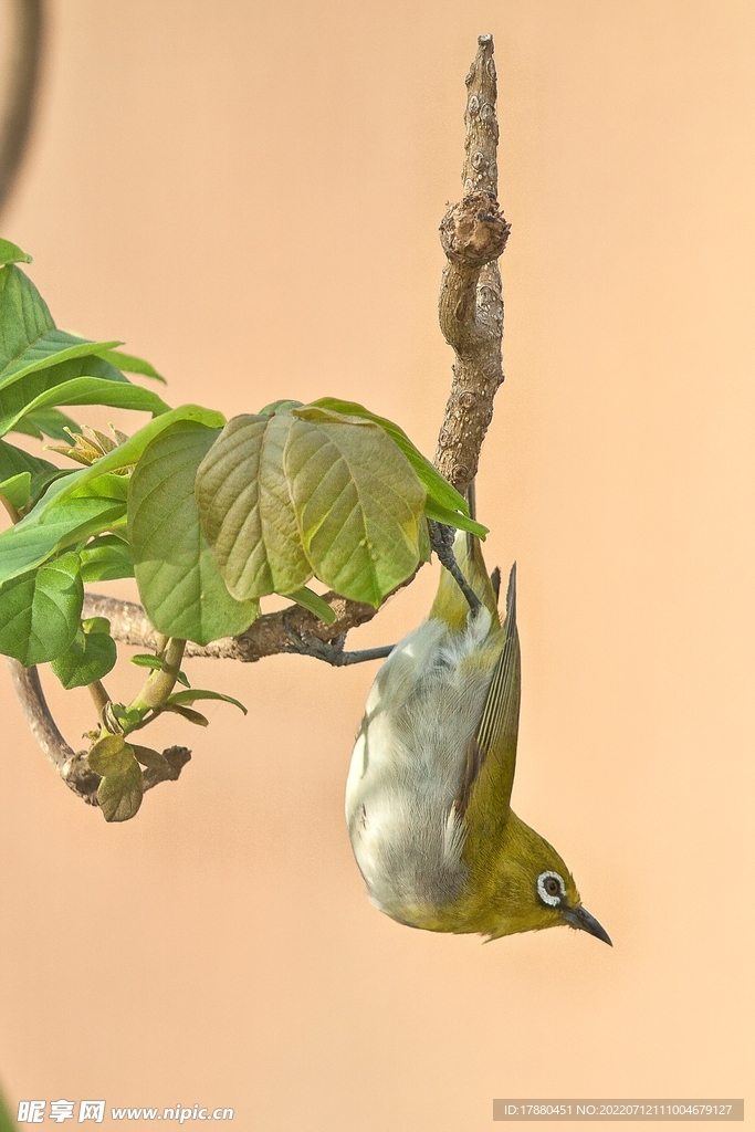 繡眼鳥