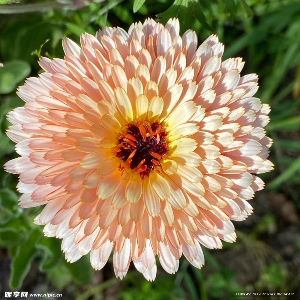 金盞花