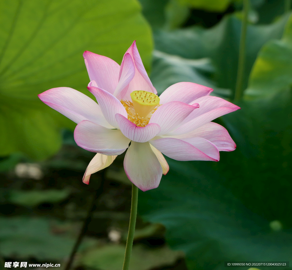 荷花綻放