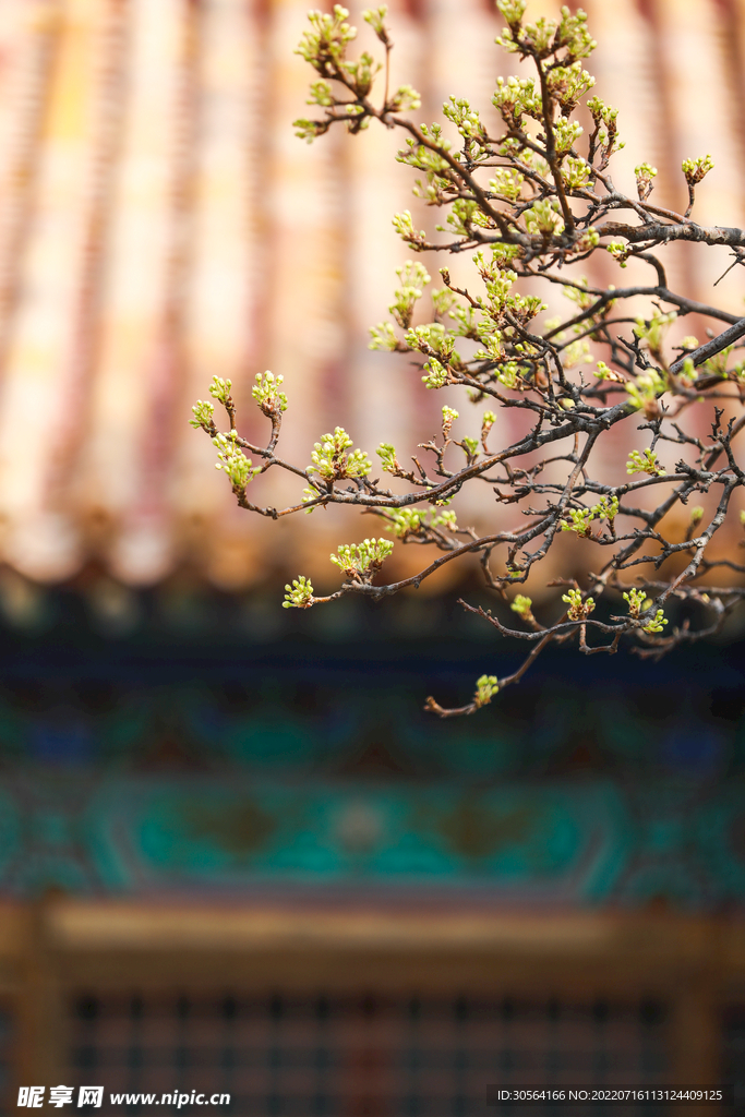 戶外嫩芽樹枝自然