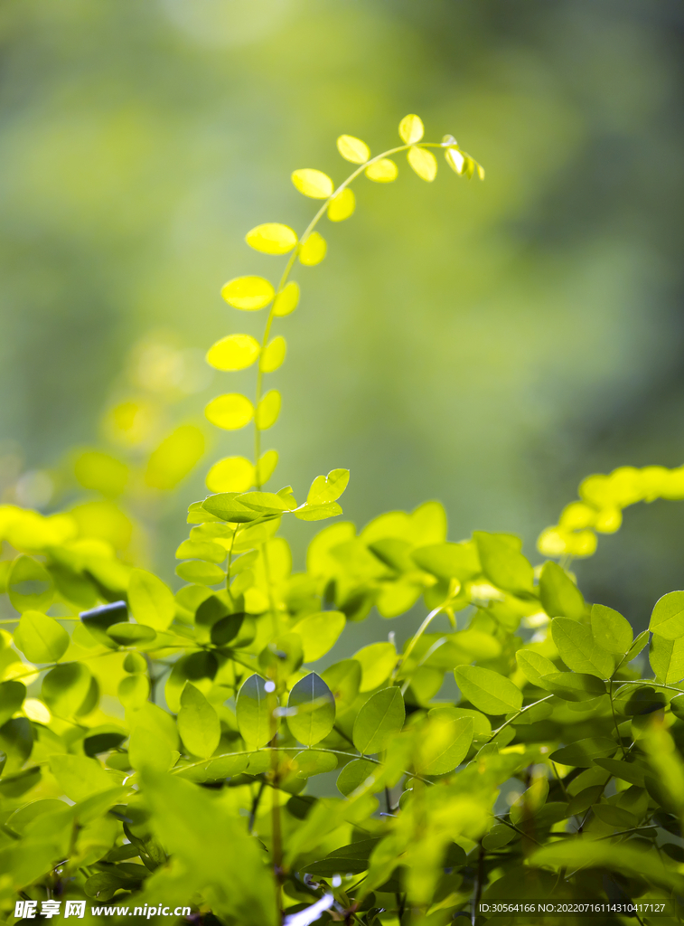 戶外藤脈植物
