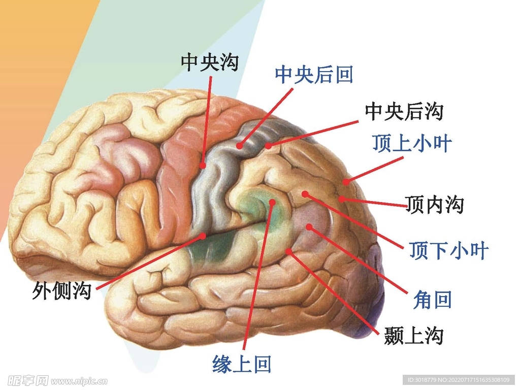 大脑解剖图 