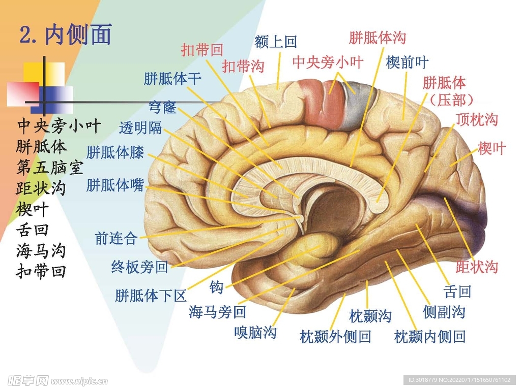 大脑解剖图