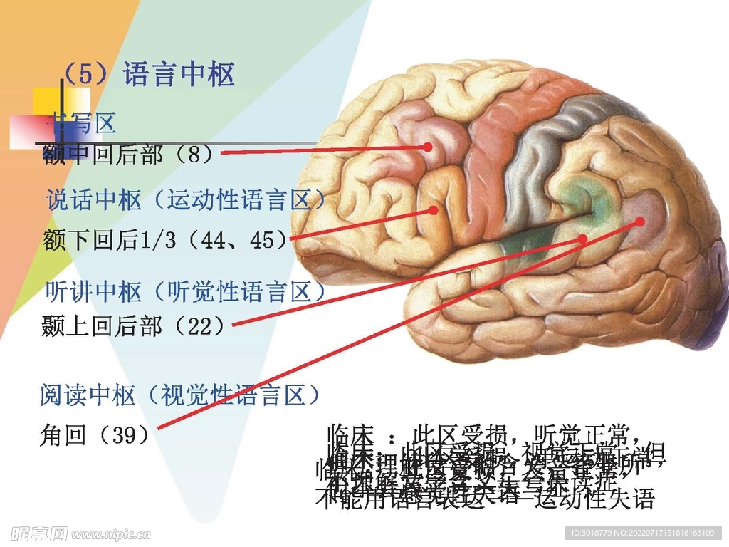 大脑解剖图 