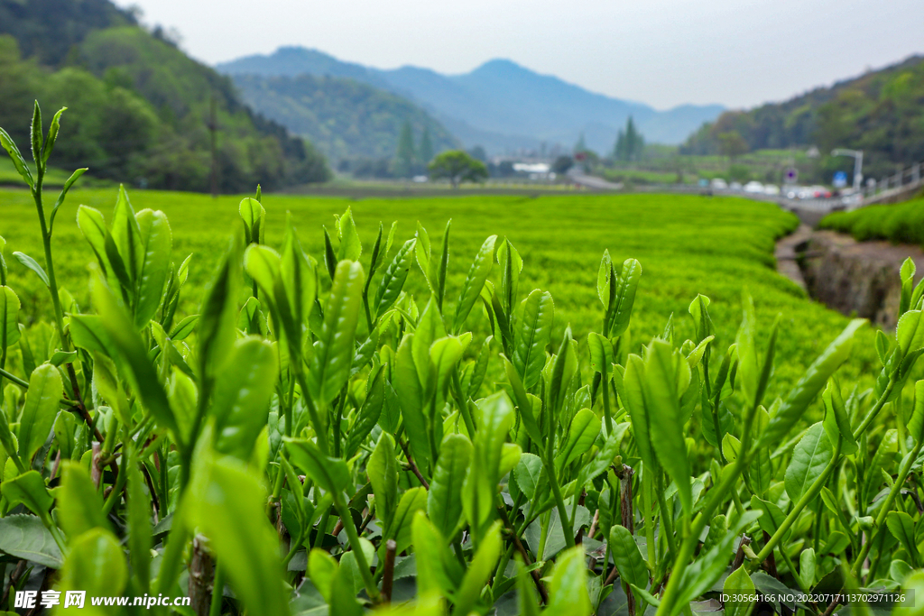 戶外綠色草坪植物
