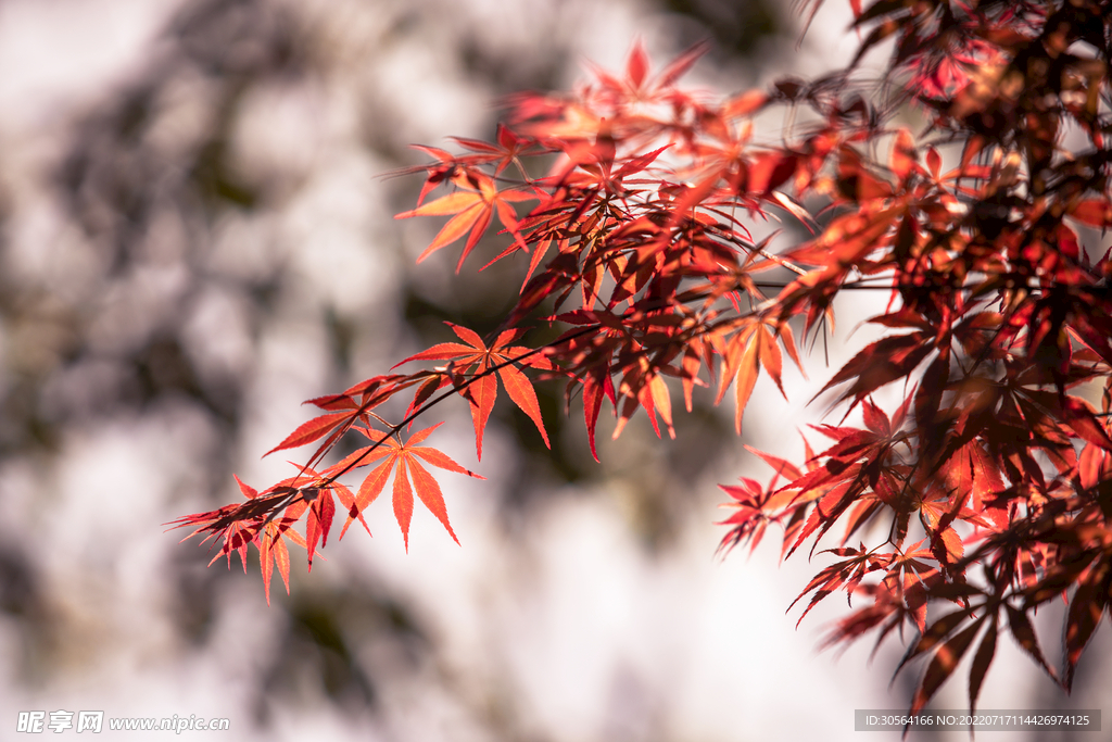 戶外紅色楓葉