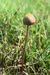 草地里野生小蘑菇