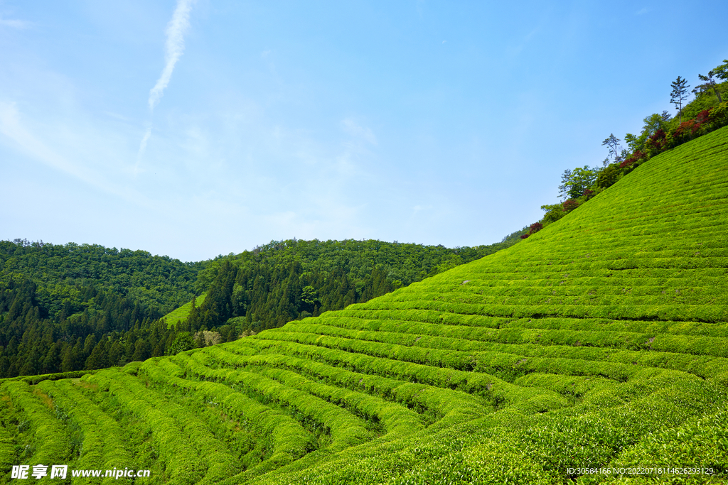 戶外綠色茶園種植園
