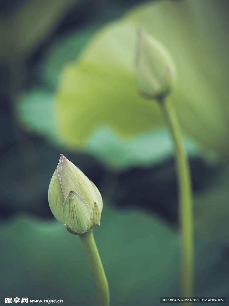 蓮花花苞 