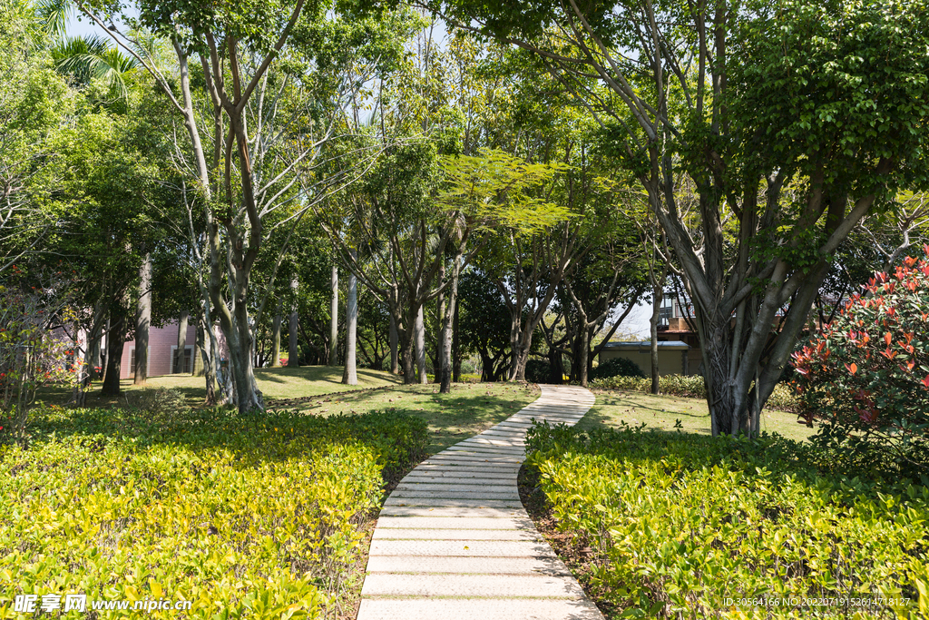 戶外夏季公園樹木