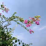 勒杜鵑