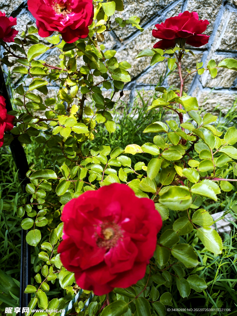 紅色薔薇花花枝花架