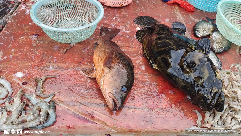 石斑鱼红鱼