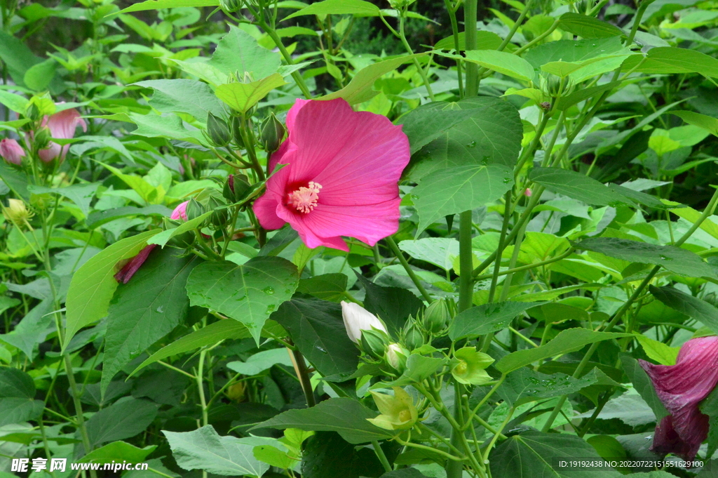 芙蓉葵 