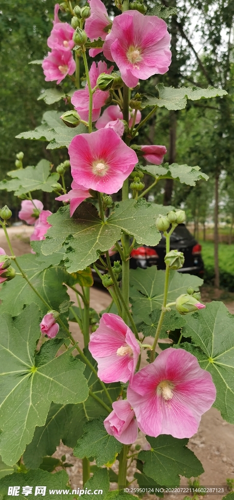 端午花