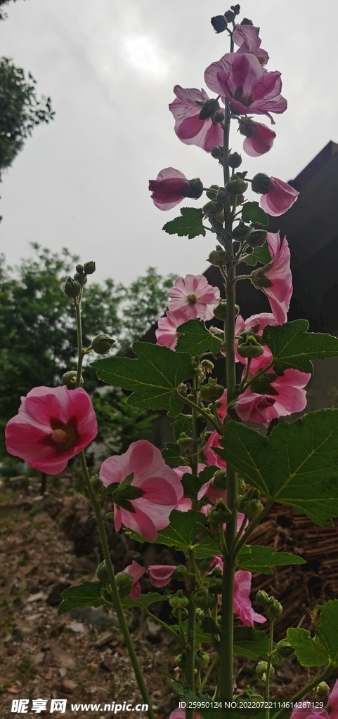 端午花
