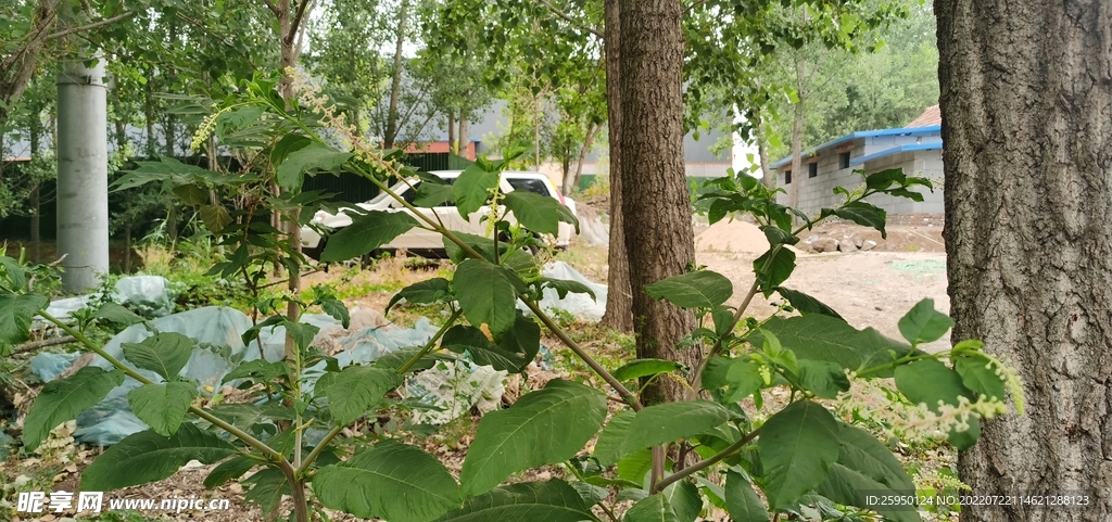 樹林幽靜