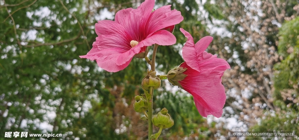 端午花