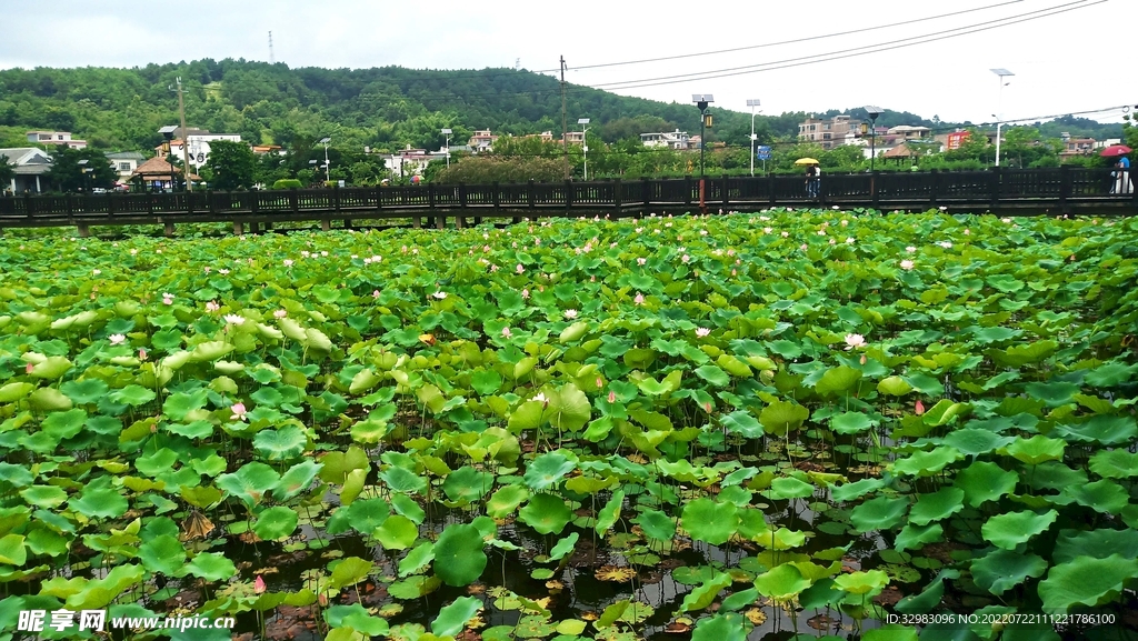 荷池