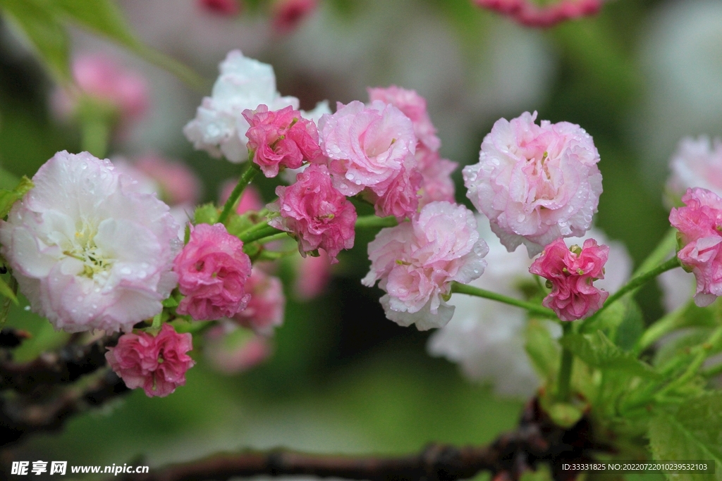 樱花