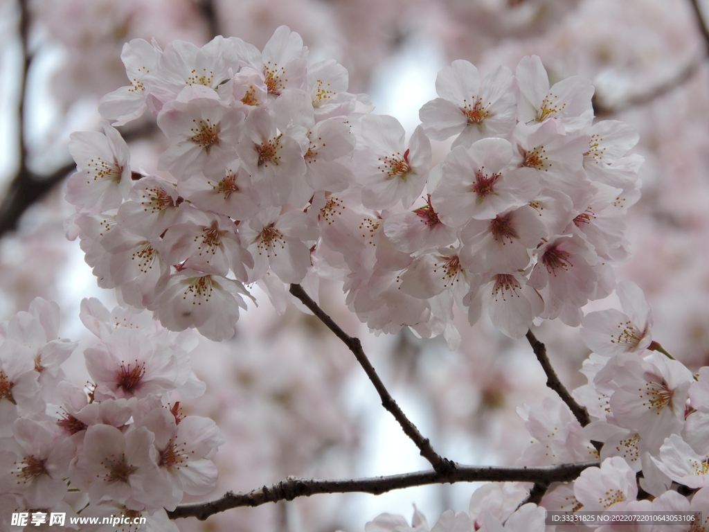 樱花