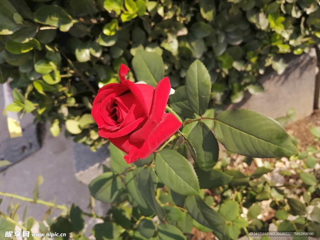 春日玫瑰