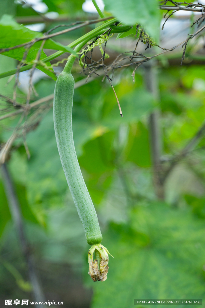 戶外絲瓜蔬菜