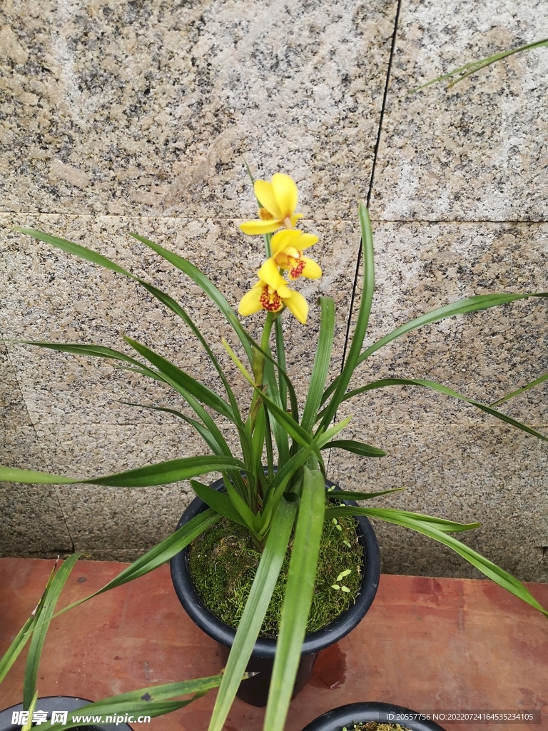 蘭花