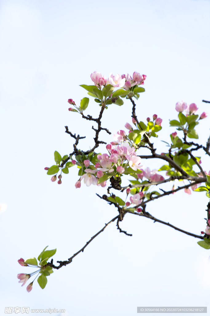 戶外春季花枝