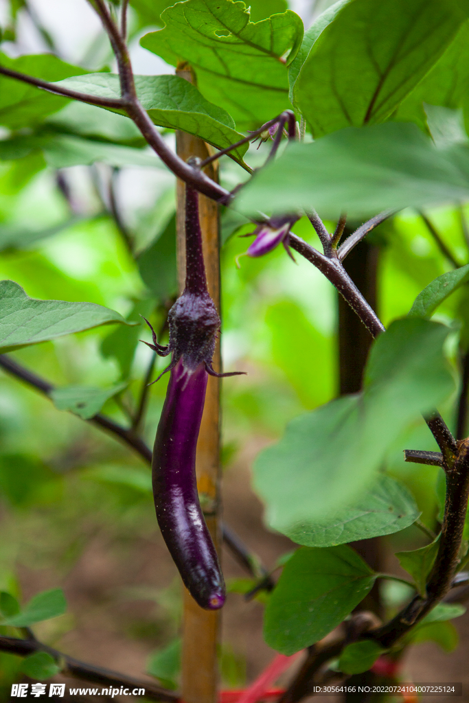 戶外新鮮茄子蔬菜